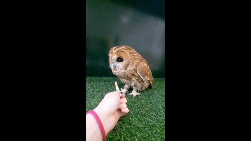 Видео